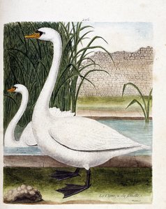 Tavola zoologica (ornitologia): davanti: il cigno e dietro la sua femmina (cygnus olor). Illustrazione in "The History of the Birds" di Francois Nicolas Martinet (1731-1800). Collezione privata. da Francois Nicolas Martinet