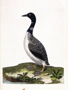 Lo svasso maggiore (gavia immer). Illustrazione in "La storia degli uccelli, dipinti nei loro aspetti apparenti e sensibili" di Francois Nicolas Martinet (1731-1800). Collezione privata da Francois Nicolas Martinet