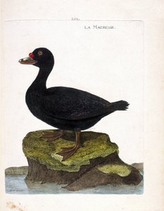 Orchetto marino (melanitta nigra). Illustrazione in "La storia degli uccelli, dipinti nei loro aspetti apparenti e sensibili" di Francois Nicolas Martinet (1731-1800). Collezione privata.