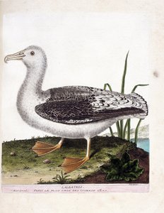 Carta zoologica (ornitologia): Albatros (albatros urlatore o diomedea exulans). Illustrazione in “La storia degli uccelli, dipinti nei loro aspetti apparenti e sensibili” di Francois Nicolas Martinet (1731-1800). Collezione privata