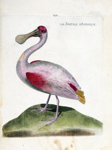 La spatola americana (platalea ajaja). Illustrazione in "La storia degli uccelli, dipinti nei loro aspetti apparenti e sensibili" di Francois Nicolas Martinet (1731-1800). Collezione privata da Francois Nicolas Martinet