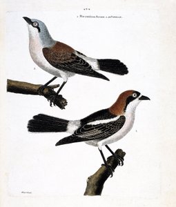 Tavola zoologica (ornitologia): in basso: la ghiandaia rossa o ghiandaia dalla testa rossa (lanius senator) e la sua femmina (lanius collurio) sul ramo superiore da Francois Nicolas Martinet