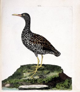 Carta zoologica (ornitologia): rallo di Caienna (rallo macchiato o pardirallus maculatus). Illustrazione in “La storia degli uccelli, dipinti nei loro aspetti apparenti e sensibili” di Francois Nicolas Martinet (1731-1800). Collezione privata da Francois Nicolas Martinet
