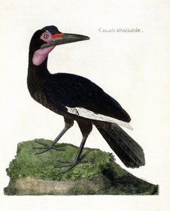 Tavola zoologica (ornitologia): Calao d