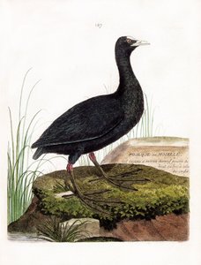Tavola zoologica (ornitologia): folaga o mosella (folaga o fulica atra). Illustrazione in "La Storia degli Uccelli, Dipinti nei Loro Aspetti Apparenti e Sensibili" di Francois Nicolas Martinet (1731-1800). Collezione privata