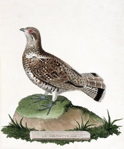 Tavola zoologica (ornitologia): Femmina di gelinotte (gelinotte dei boschi o bonasia bonasia). Illustrazione in "La Storia degli Uccelli, Dipinti nei Loro Aspetti Apparenti e Sensibili" di Francois Nicolas Martinet (1731-1800). Collezione privata da Francois Nicolas Martinet