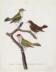 Dal roitelet (regulus ignicapilla), troglodita (troglodytes troglodytes) e roitelet degli ottentotti (regulus calendula) su un ramo. Illustrazione in "La storia degli uccelli, dipinti nei loro aspetti apparenti e sensibili" di Francois Nicolas Martinet (17 da Francois Nicolas Martinet