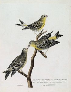 Tavola zoologica (ornitologia): dall