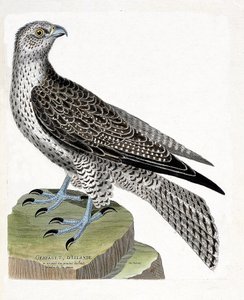 Falco gerfaut islandese (falco rusticolus). Illustrazione in "La storia degli uccelli, dipinti nei loro aspetti apparenti e sensibili" di Francois Nicolas Martinet (1731-1800). Collezione privata. da Francois Nicolas Martinet