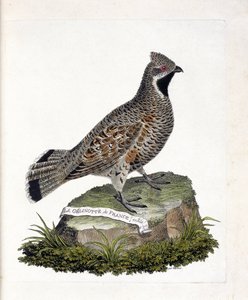 Tavola zoologica (ornitologia): La gelinotte di Francia maschio (gelinotte dei boschi o bonasia bonasia). Illustrazione in 