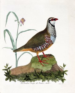 Pernice rossa di Francia, maschio (alectoris rufa). Illustrazione in "La storia degli uccelli, dipinti nei loro aspetti apparenti e sensibili" di Francois Nicolas Martinet (1731-1800). Collezione privata