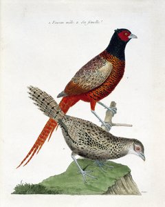 Tavola zoologica (ornitologia): Fagiano maschio e femmina (fagiano colchico o Phasianus colchicus). Illustrazione in 