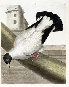 Piccione domestico (columba livia). Illustrazione in "La storia degli uccelli, dipinti nei loro aspetti apparenti e sensibili" di Francois Nicolas Martinet (1731-1800). Collezione privata da Francois Nicolas Martinet