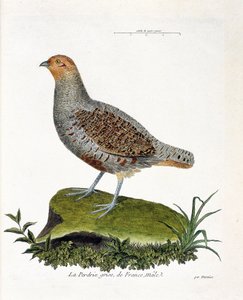 Tavola zoologica (ornitologia): La pernice grigia di Francia, maschio (pernice grigia o pernice). Illustrazione in "La storia degli uccelli, dipinti nel loro aspetto apparente e sensibile" di François Nicolas Martinet (1731-1800). Collezione privata. da Francois Nicolas Martinet