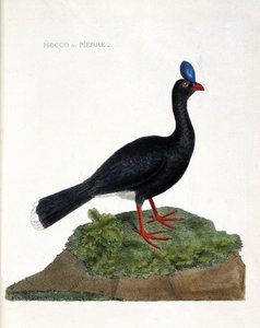 Tavola zoologica (ornitologia): Il hocco o pietra (Hocco a pietra o pauxi pauxi). Illustrazione in "La storia degli uccelli, dipinti nei loro aspetti apparenti e sensibili" di François Nicolas Martinet (1731-1800). Collezione privata