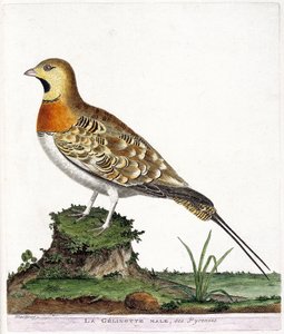 Tavola zoologica (ornitologia): Il maschio della gelinotte dei Pirenei (Ganga cata o pterocles alchata). Illustrazione in 