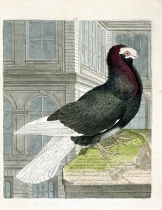Tavola zoologica (ornitologia): Il piccione nonan o capuchone (piccione nano o columba livia). Illustrazione in "La storia degli uccelli, dipinti nel loro aspetto apparente e sensibile" di François Nicolas Martinet (1731-1800). Collezione privata. da Francois Nicolas Martinet