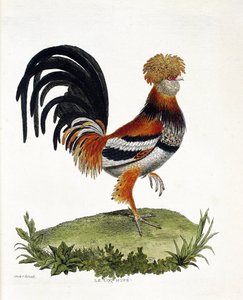 Tavola zoologica (ornitologia): Il gallo (gallo domestico o gallus gallus). Illustrazione in 