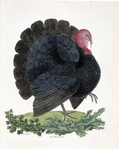 Tavola zoologica (ornitologia): Tacchino (tacchino domestico o Melaeagris gallopavo). Illustrazione in "La Storia degli Uccelli, Dipinti nei Loro Aspetti Apparenti e Sensibili" di Francois Nicolas Martinet (1731-1800) da Francois Nicolas Martinet
