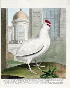 Tavola zoologica (ornitologia): Gallina della Virginia o galline senza groppa (gallina domestica iu gallus gallus). Illustrazione in "La Storia degli Uccelli, Dipinti nei Loro Aspetti Apparenti e Sensibili" di Francois Nicolas Martinet (1731-1800). Collezi da Francois Nicolas Martinet