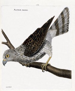 Carta zoologica (ornitologia): astore biondo (astore o accipiter gentilis) su un ramo. Illustrazione in “La storia degli uccelli, dipinti nei loro aspetti apparenti e sensibili” di Francois Nicolas Martinet (1731-1800). Collezione privata da Francois Nicolas Martinet