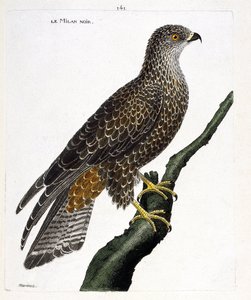 Tavola zoologica (ornitologia): nibbio nero (milvus migrans) su un ramo. Illustrazione in "La storia degli uccelli, dipinti nei loro aspetti apparenti e sensibili" di François Nicolas Martinet (1731-1800). Collezione privata da Francois Nicolas Martinet