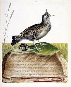 Tavola zoologica (ornitologia): cochevis (cochevis huppe o Galerida cristata). Illustrazione in "La storia degli uccelli, dipinti nei loro aspetti apparenti e sensibili" di François Nicolas Martinet (1731-1800). Collezione privata da Francois Nicolas Martinet
