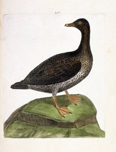 Carta zoologica (ornitologia): edredone femmina (edredone o somateria mollissima). Illustrazione in “La storia degli uccelli, dipinti nei loro aspetti apparenti e sensibili” di Francois Nicolas Martinet (1731-1800). Collezione privata