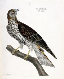 Soubuse femmina (circus cyaneus) su un ramo. Illustrazione in "La storia degli uccelli, dipinti nei loro aspetti apparenti e sensibili" di Francois Nicolas Martinet (1731-1800). Collezione privata. da Francois Nicolas Martinet