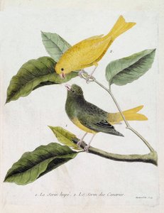 Tavola zoologica (ornitologia): dal basso verso l