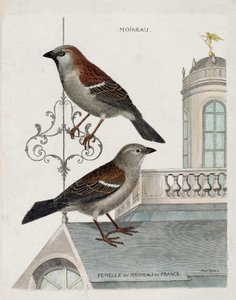 Tavola zoologica (ornitologia): dall