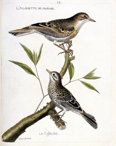 Carta zoologica (ornitologia): dall