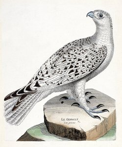 Il falco gerifalte (falco rusticolus). Illustrazione in "La storia degli uccelli, dipinti nei loro aspetti apparenti e sensibili" di Francois Nicolas Martinet (1731-1800). Collezione privata da Francois Nicolas Martinet