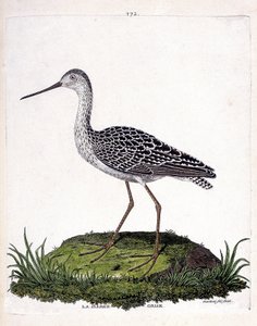 Tavola zoologica (ornitologia): pittima minore (pittima rossa o limosa lapponica). Illustrazione in "La Storia degli Uccelli, Dipinti nei Loro Aspetti Apparenti e Sensibili" di Francois Nicolas Martinet (1731-1800). Collezione privata da Francois Nicolas Martinet