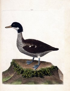 Carta zoologica (ornitologia): alzavola di Giava (alzavola grigia o anas gibberifrons). Illustrazione in “La storia degli uccelli, dipinti nei loro aspetti apparenti e sensibili” di Francois Nicolas Martinet (1731-1800). Collezione privata