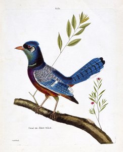 Tavola zoologica (ornitologia): ghiandaia siamese maschio (ghiandaia blu o cyanocitta cristata) su un ramo. Illustrazione in "La Storia degli Uccelli, Dipinti nei Loro Aspetti Apparenti e Sensibili" di Francois Nicolas Martinet (1731-1800). Collezione priv