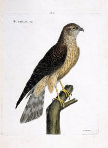 Tavola zoologica (ornitologia): maschio di albanella reale (circus cyaneus) su un ramo. Illustrazione in "La storia degli uccelli, dipinti nei loro aspetti apparenti e sensibili" di François Nicolas Martinet (1731-1800). Collezione privata da Francois Nicolas Martinet