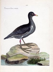 Il porciglione maschio (gallinula chloropus). Illustrazione in "La storia degli uccelli, dipinti nei loro aspetti apparenti e sensibili" di Francois Nicolas Martinet (1731-1800). Collezione privata