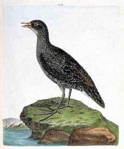 Marouette (porzana porzana). Illustrazione in "La storia degli uccelli, dipinti nei loro aspetti apparenti e sensibili" di Francois Nicolas Martinet (1731-1800). Collezione privata. da Francois Nicolas Martinet