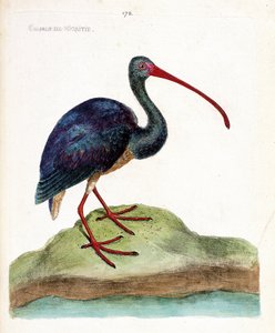 Carta zoologica (ornitologia): ibis falcinelle (plegadis falcinellus). Illustrazione in "The History of the Birds" di Francois Nicolas Martinet (1731-1800). Collezione privata. da Francois Nicolas Martinet