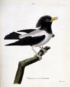 Tavola zoologica (ornitologia): merlo rosa (storno rossiccio o sturnus roseus) su un ramo. Illustrazione in "La storia degli uccelli, dipinti nei loro aspetti apparenti e sensibili" di François Nicolas Martinet (1731-1800). Collezione privata da Francois Nicolas Martinet