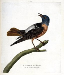 Carta zoologica (ornitologia): merlo di roccia (merlo di roccia o monticola saxatilis). Illustrazione in “La storia degli uccelli, dipinti nei loro aspetti apparenti e sensibili” di Francois Nicolas Martinet (1731-1800). Collezione privata