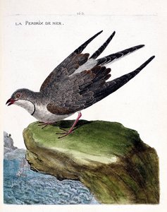 La pernice di mare (glareola pratincola). Illustrazione in "La storia degli uccelli, dipinti nei loro aspetti apparenti e sensibili" di Francois Nicolas Martinet (1731-1800). Collezione privata da Francois Nicolas Martinet
