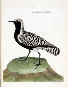 Carta zoologica (ornitologia): il piviere argentato (pluvialis squatarola). Illustrazione in "The History of the Birds" di Francois Nicolas Martinet (1731-1800). Collezione privata. da Francois Nicolas Martinet