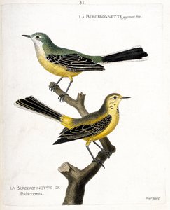 Carta zoologica (ornitologia): la ballerina gialla e la ballerina primaverile (ballerina primaverile o motacilla flava) su un ramo. Illustrazione in “La storia degli uccelli, dipinti nei loro aspetti apparenti e sensibili” di Francois Nicolas Martinet da Francois Nicolas Martinet