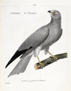 Il falco di palude (circus cyaneus) su un ramo. Illustrazione in "La storia degli uccelli, dipinti nei loro aspetti apparenti e sensibili" di Francois Nicolas Martinet (1731-1800). Collezione privata da Francois Nicolas Martinet