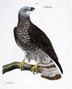 Carta zoologica (ornitologia): il falco pecchiaiolo (falco pecchiaiolo o pernis apivorus) su un ramo. Illustrazione in “La storia degli uccelli, dipinti nei loro aspetti apparenti e sensibili” di Francois Nicolas Martinet (1731-1800). Collezione privata da Francois Nicolas Martinet