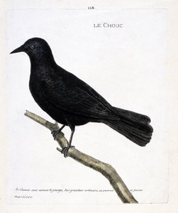 Carta zoologica (ornitologia): la taccola (taccola delle torri o corvus monedula) su un ramo. Illustrazione in “La storia degli uccelli, dipinti nei loro aspetti apparenti e sensibili” di Francois Nicolas Martinet (1731-1800). Collezione privata da Francois Nicolas Martinet
