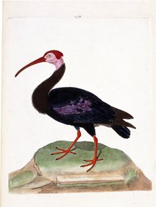 Chiurlo del Capo di Buona Speranza (geronticus calvus). Illustrazione in "La storia degli uccelli, dipinti nei loro aspetti apparenti e sensibili" di Francois Nicolas Martinet (1731-1800). Collezione privata. da Francois Nicolas Martinet