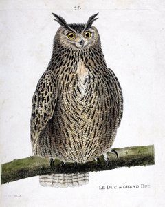 Tavola zoologica (ornitologia): il duca o gran duca (gran duca o bubo bubo) su un ramo. Illustrazione in "La storia degli uccelli, dipinti nei loro aspetti apparenti e sensibili" di François Nicolas Martinet (1731-1800). Collezione privata da Francois Nicolas Martinet